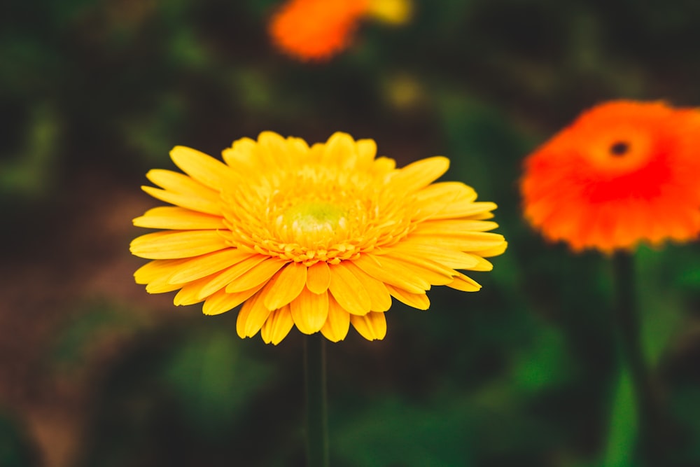 yellow flower in tilt shift lens