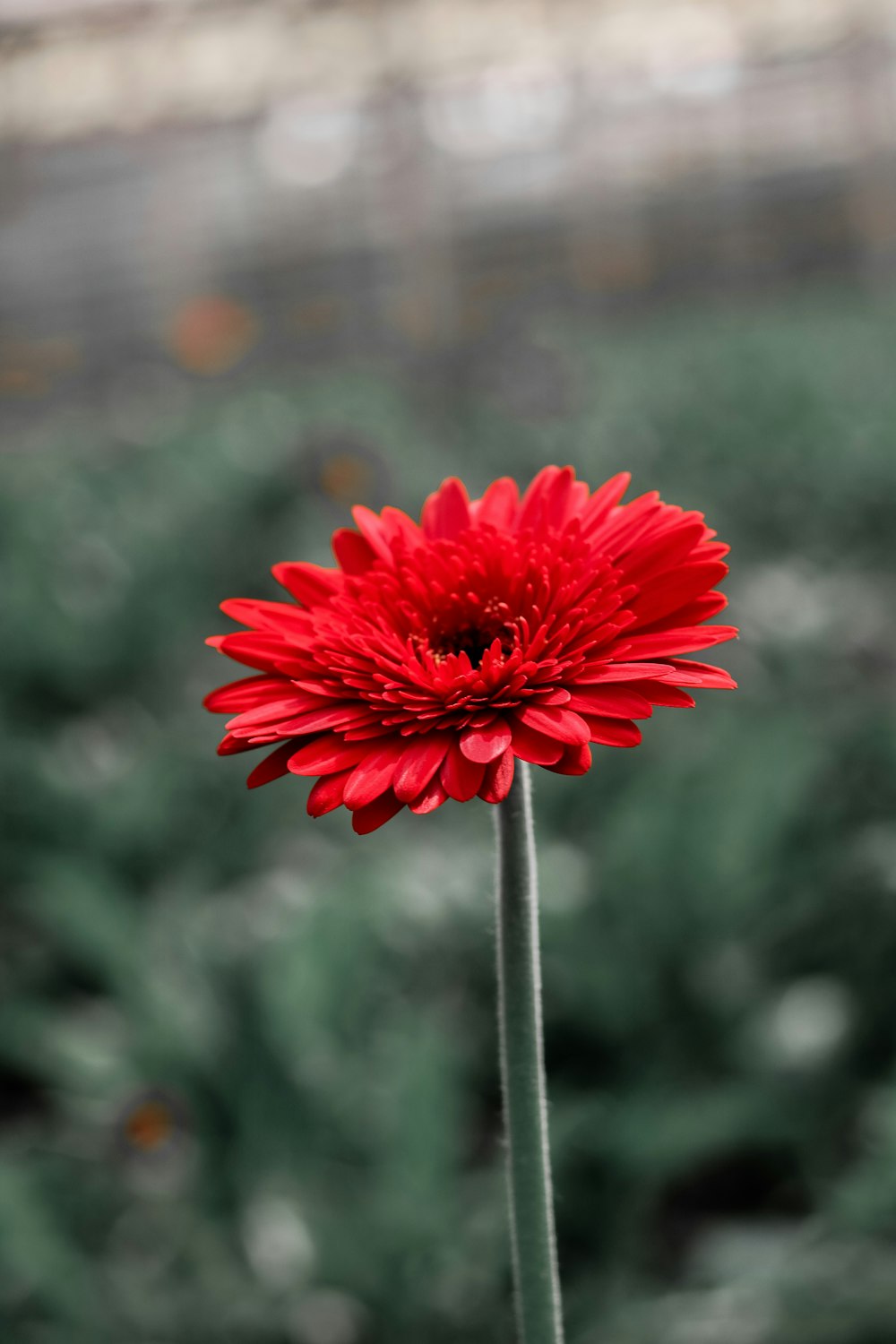 red flower in tilt shift lens