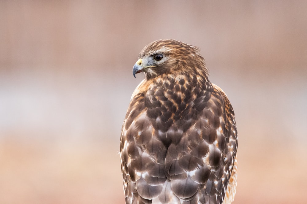 pájaro marrón y blanco en fotografía de primer plano