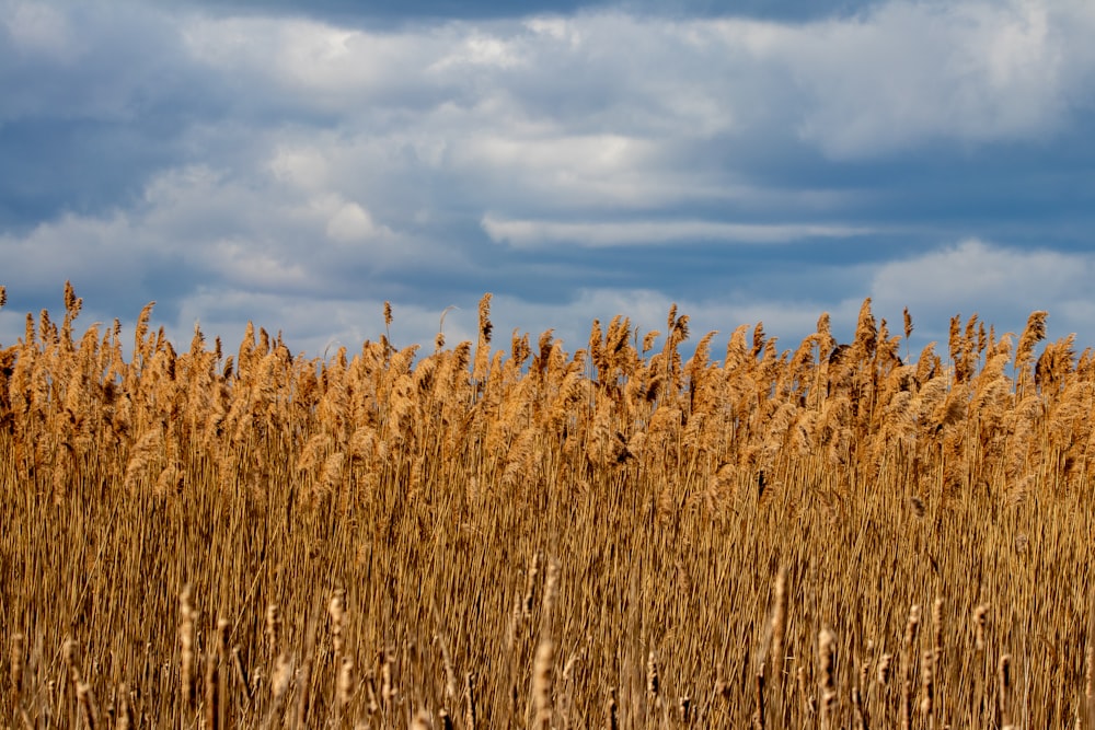 Braunes Weizenfeld unter blauem Himmel und weißen Wolken tagsüber