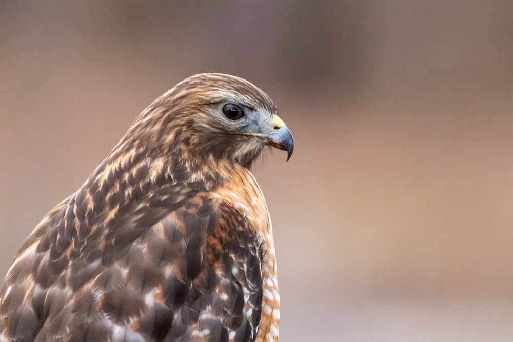 brown and white bird in close up photography