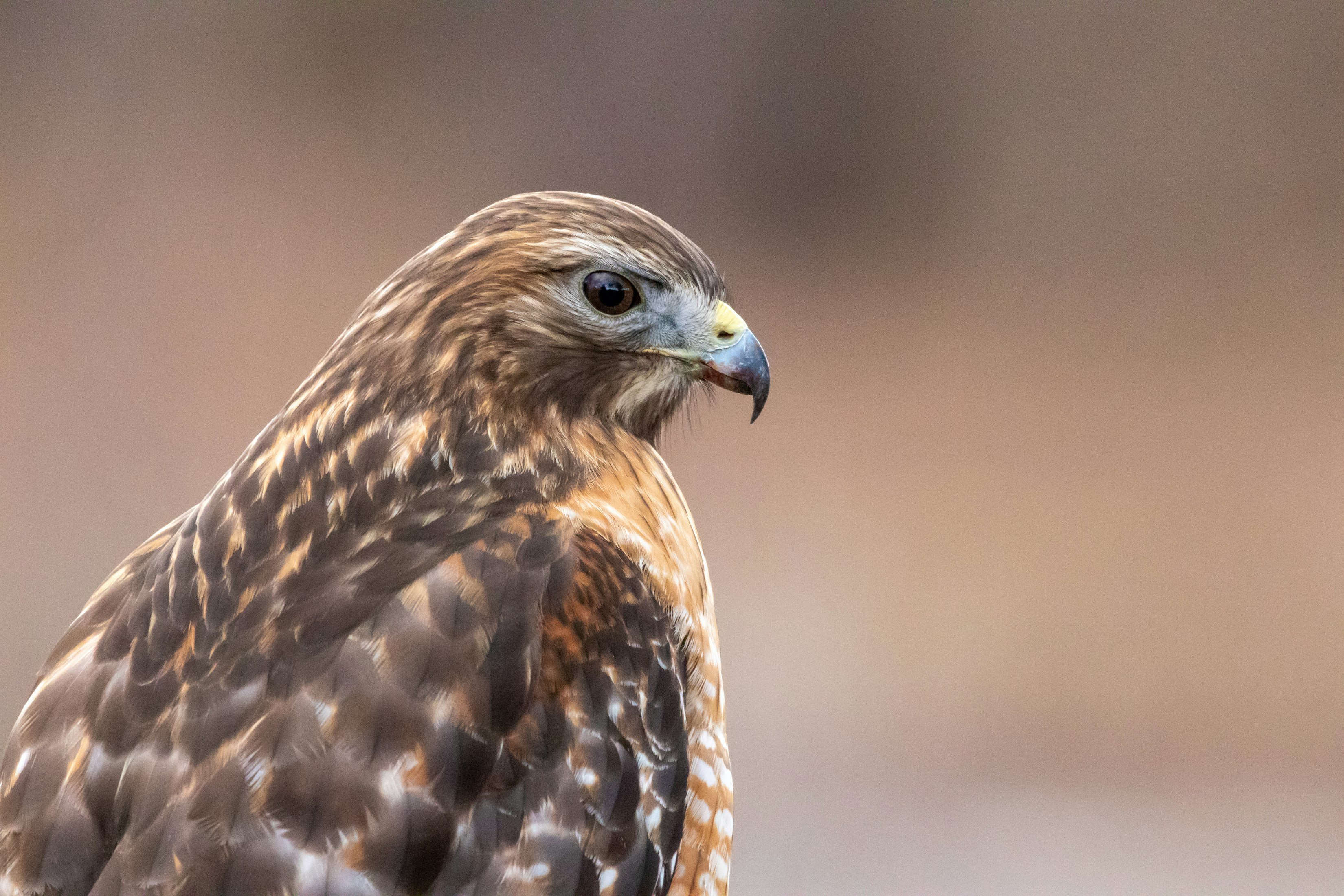 Birds of Prey Face Global Decline From Habitat Loss, Poisons