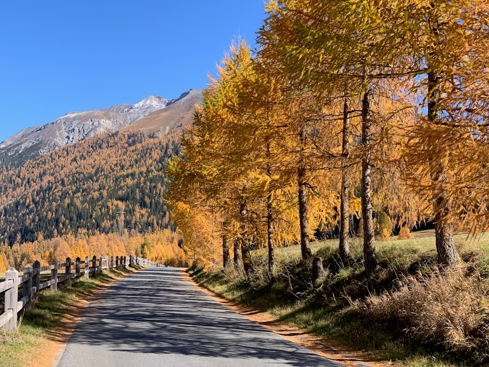 gray concrete road between green and brown trees under blue sky during daytime