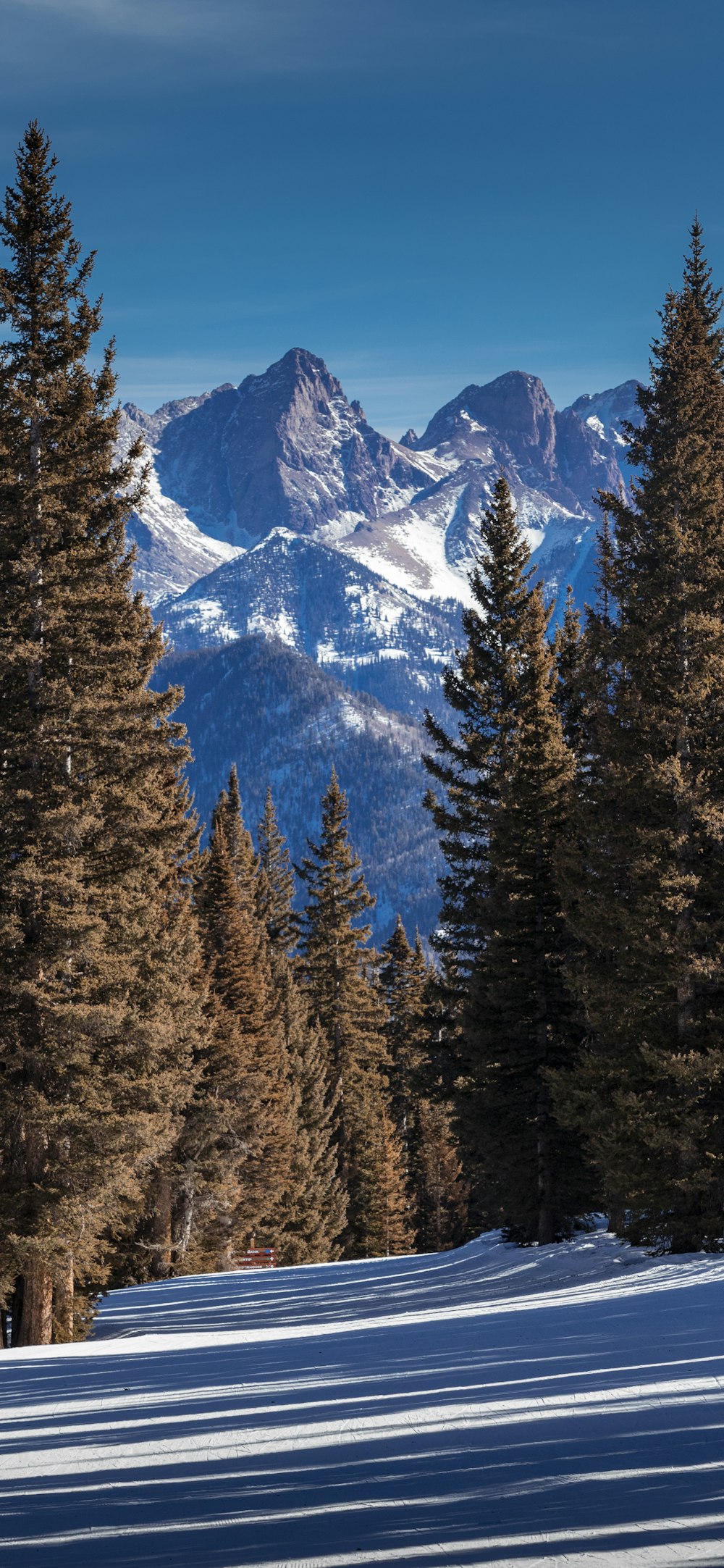 green pine trees near snow covered mountain during daytime