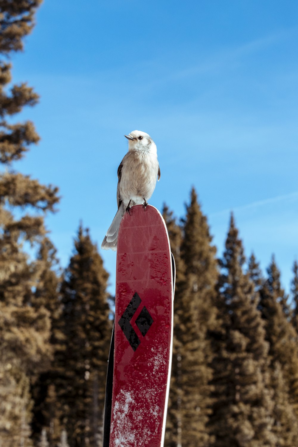 white and brown bird on red and white snow board