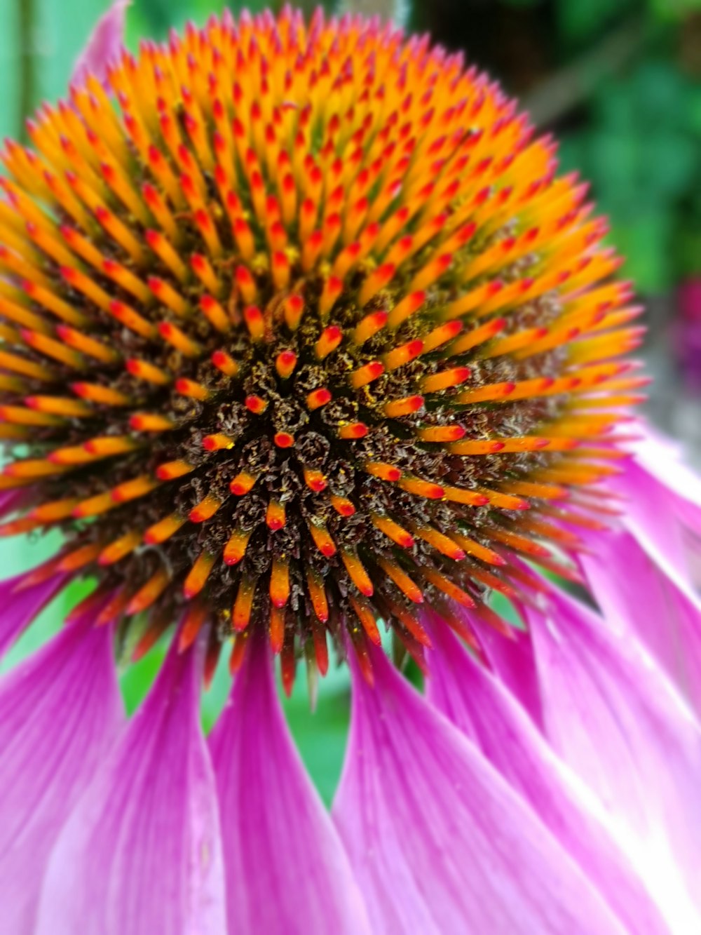 매크로 렌즈 사진의 보라색과 주황색 꽃