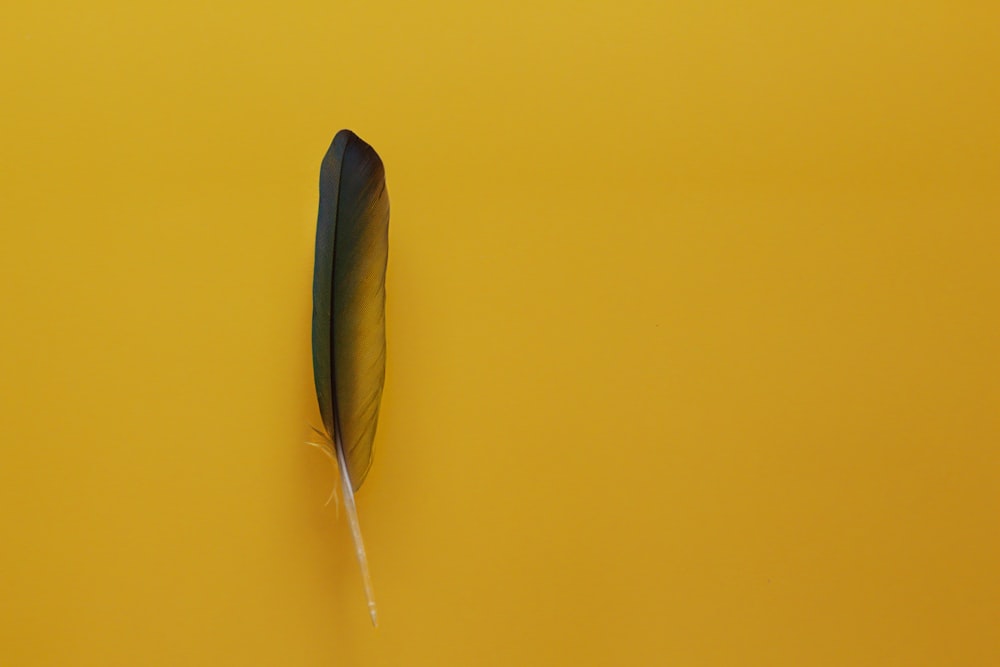 black and gray feather on yellow surface