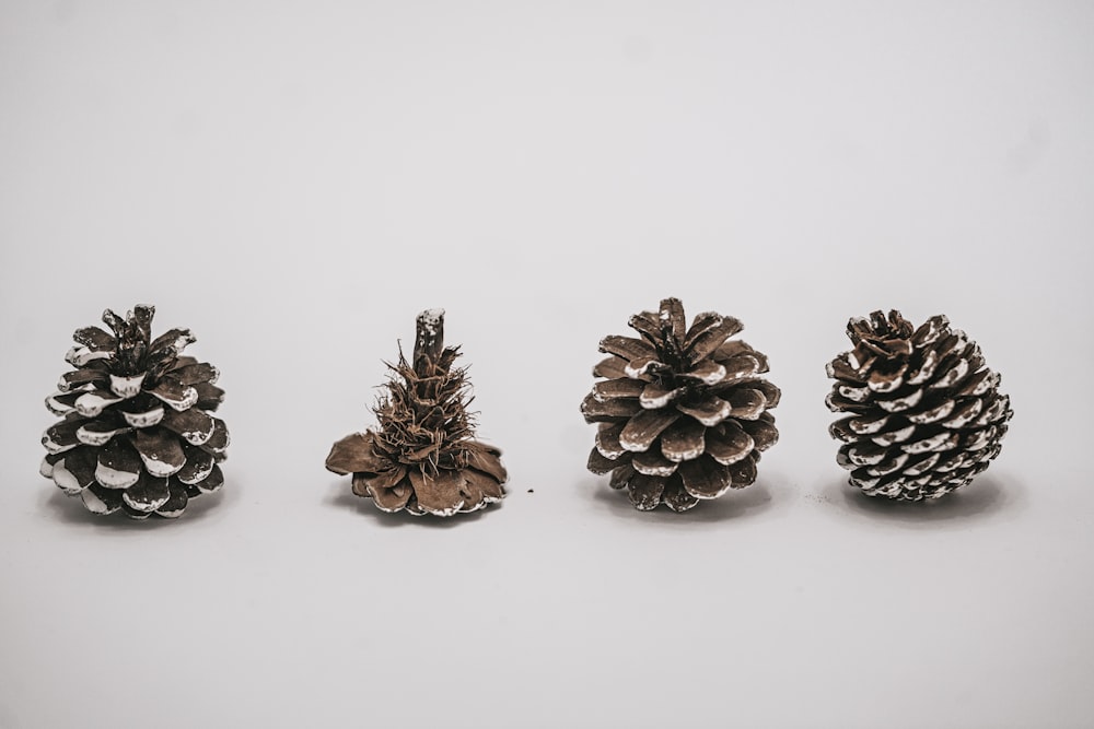 brown pine cones on white surface
