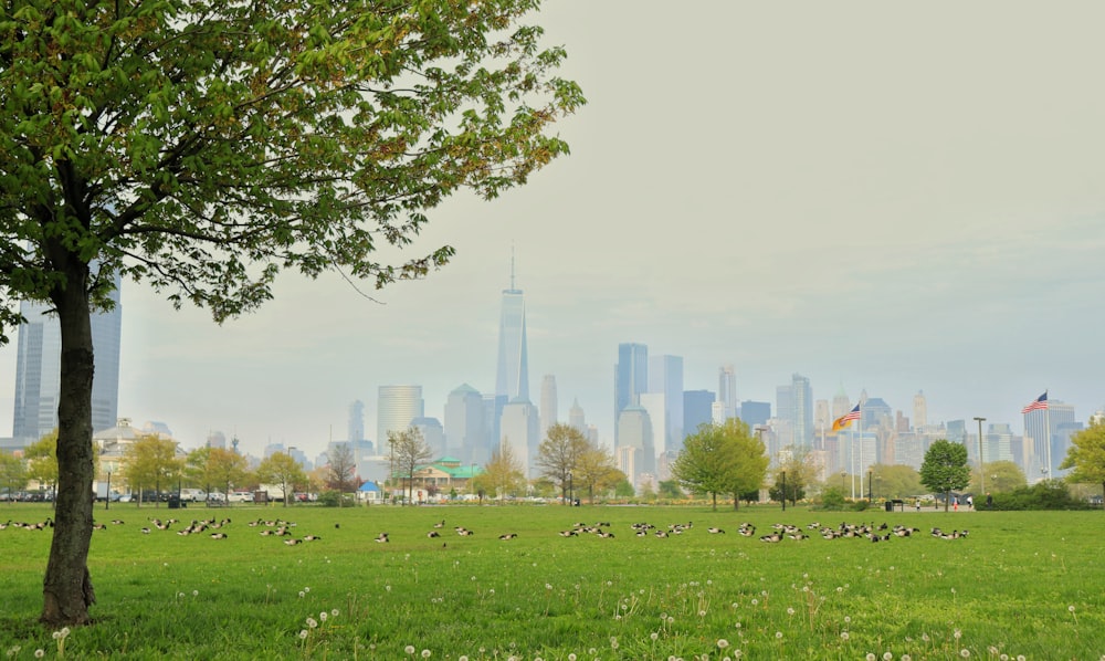 green grass field with city buildings in the distance