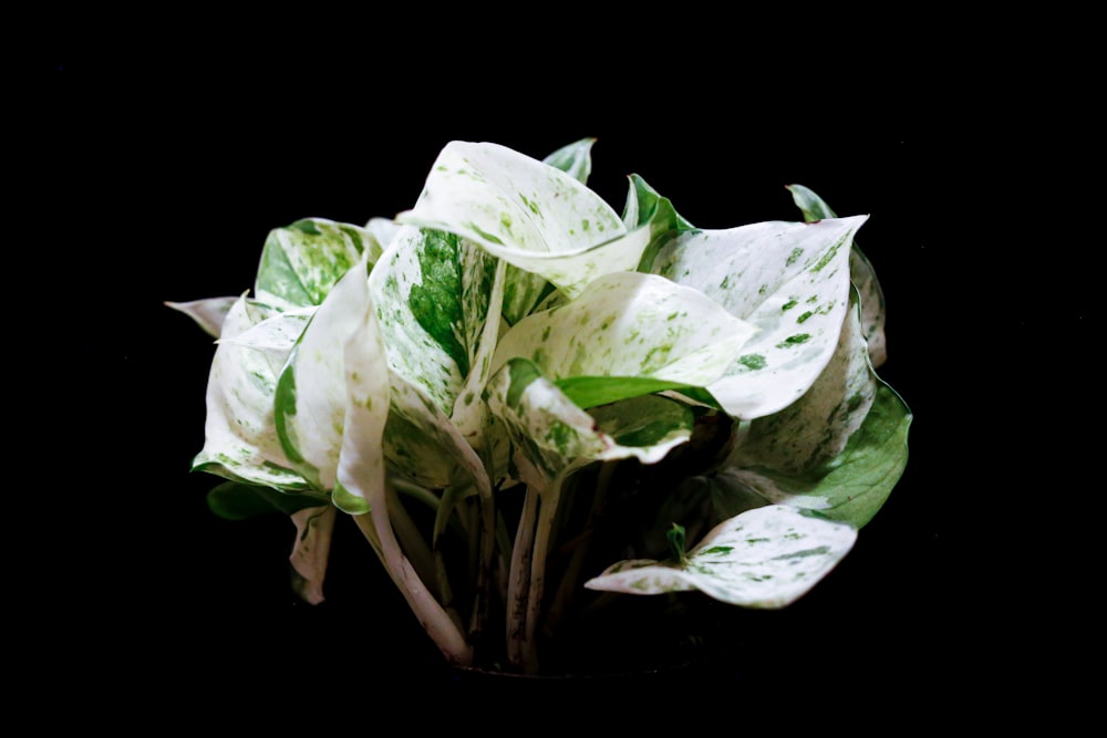 plante à feuilles blanches et vertes