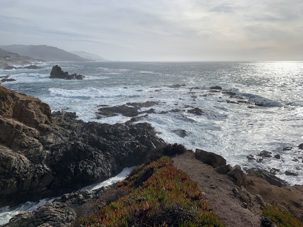 green grass on rocky shore during daytime