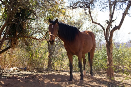 brown horse standing on dirt ground during daytime