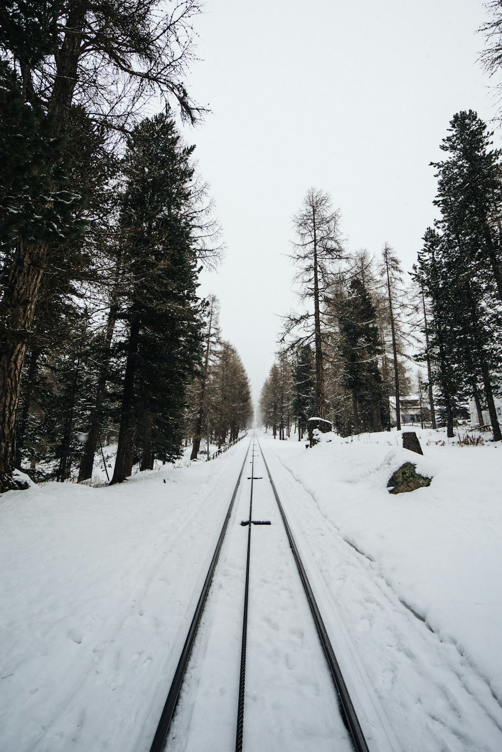 snow covered road between trees during daytime