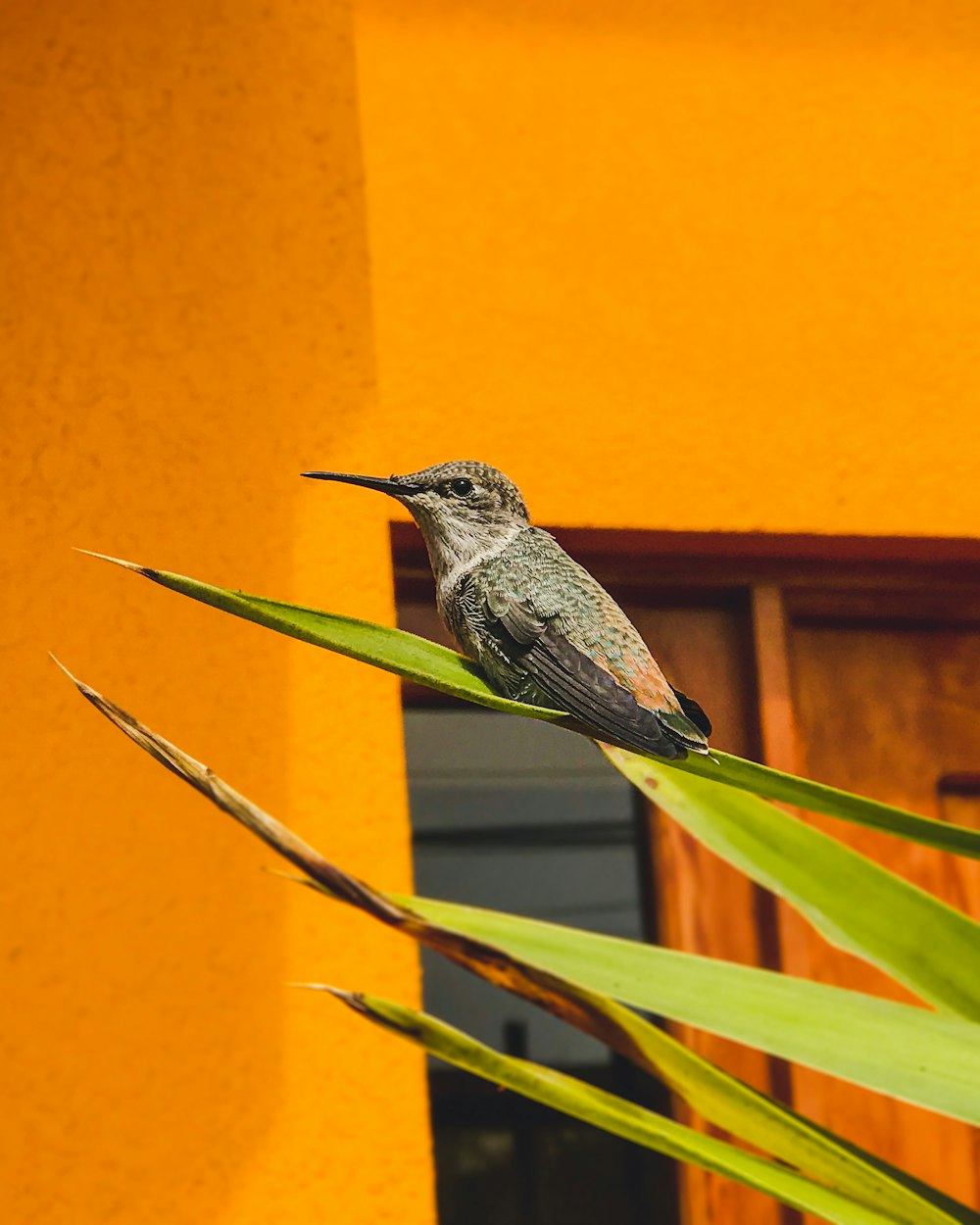 green and black hummingbird perched on yellow wall