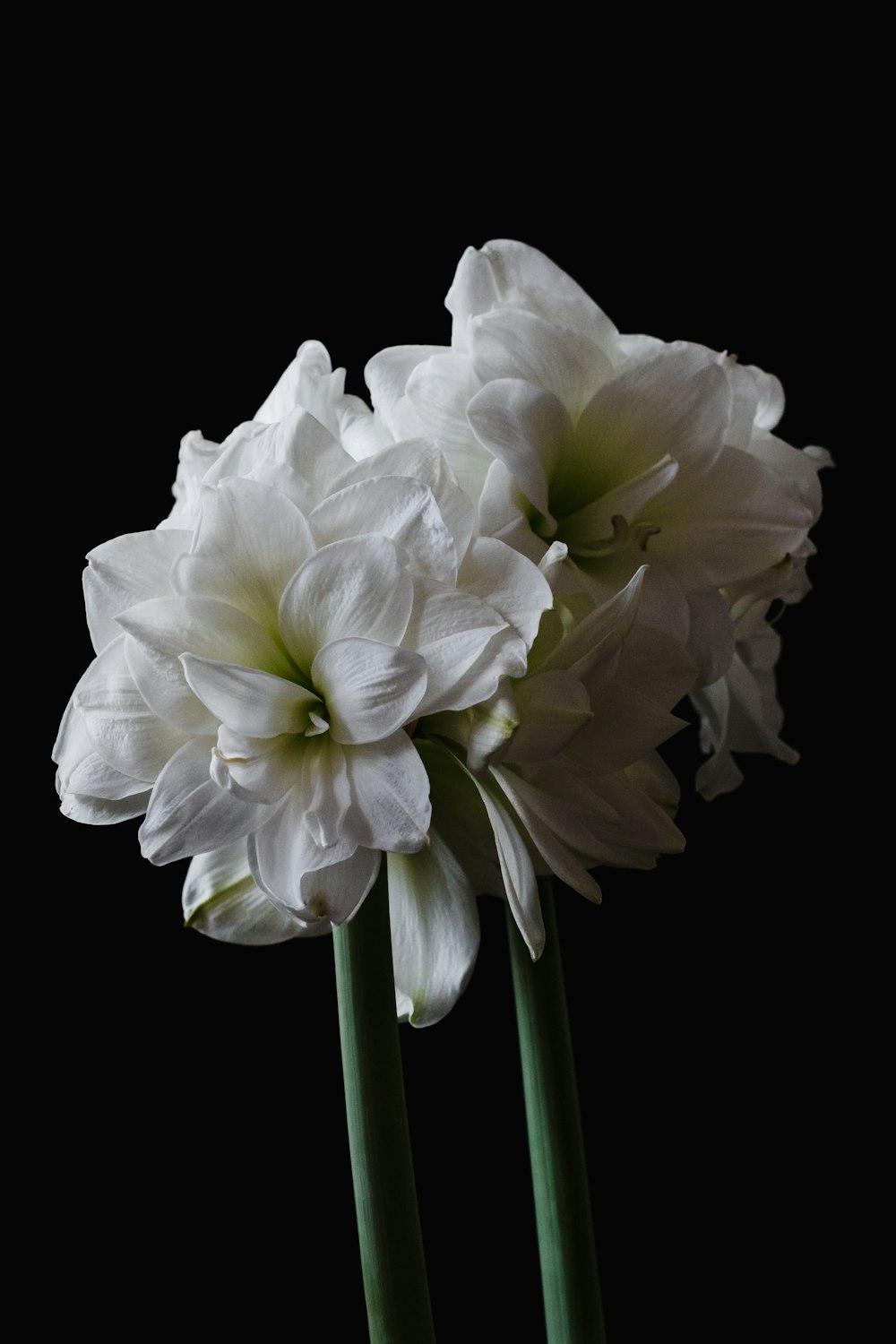 white flower with green leaves