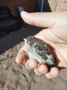 A volunteer gently tending to a small injured bird inside a cozy rehabilitation enclosure.