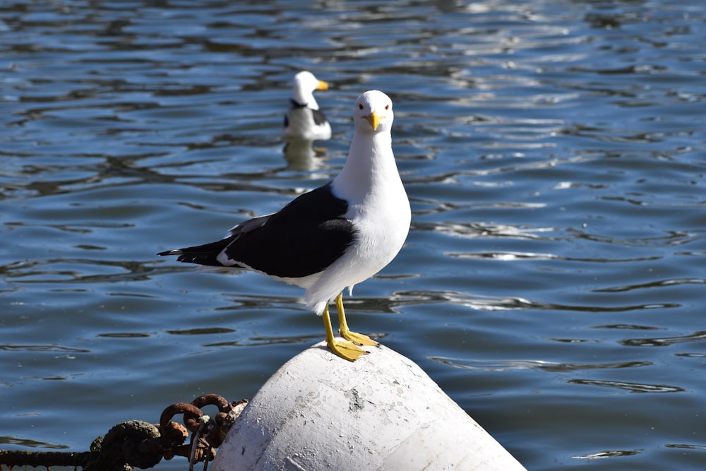 white and black bird on rock near body of water during daytime