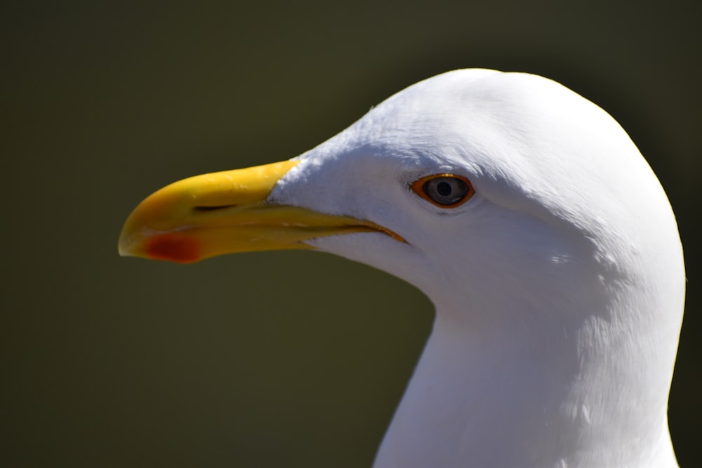 white bird with yellow beak