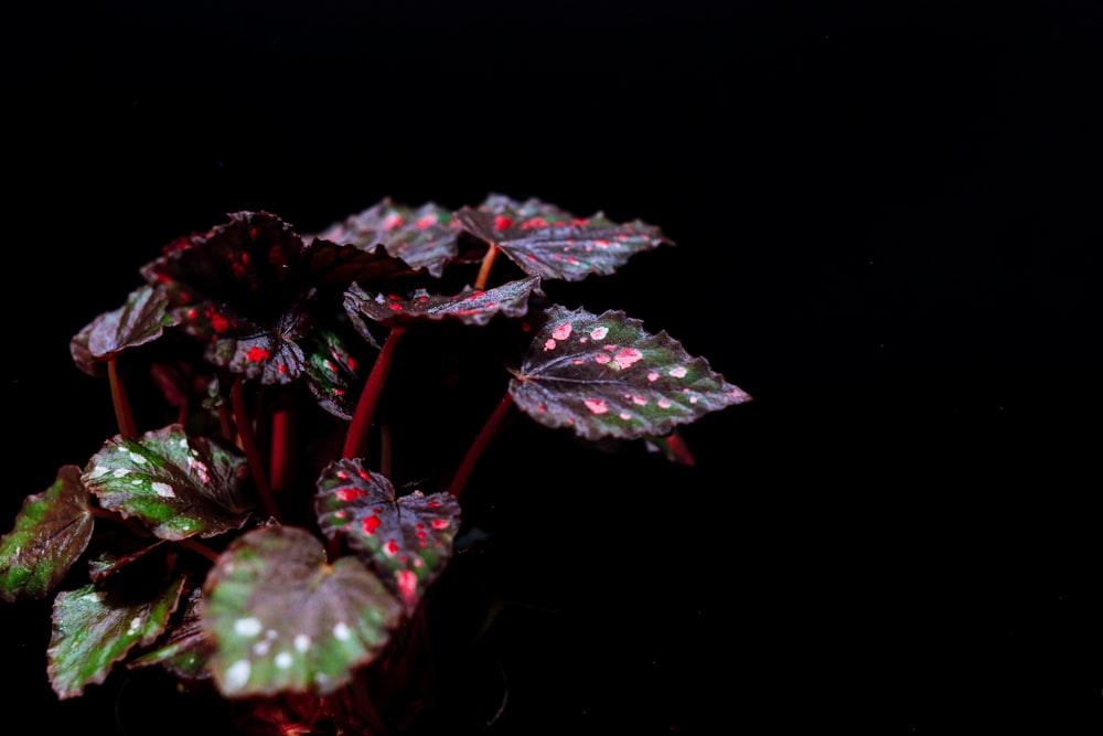 Planta verde y roja con gotas de agua