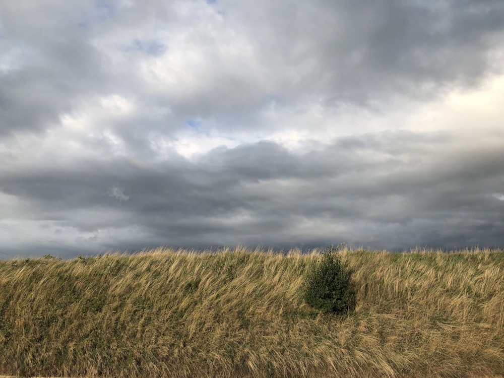 brown grass field under cloudy sky during daytime