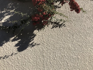 red flowers on gray sand