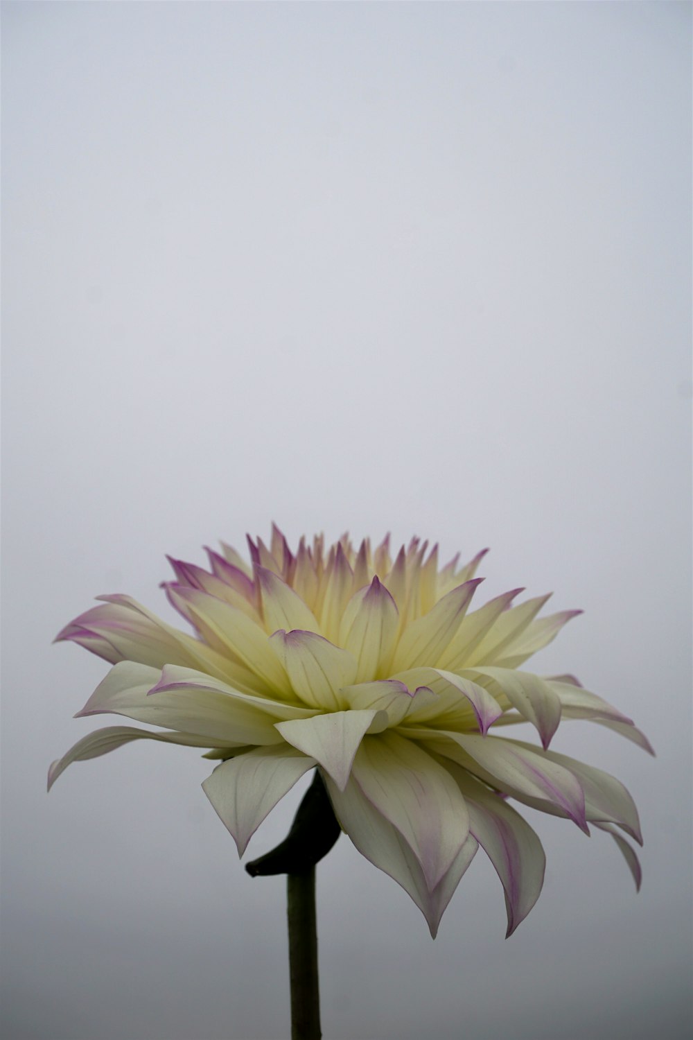 白い背景に黄色と紫の花の写真 Unsplashで見つけるダリアの無料写真