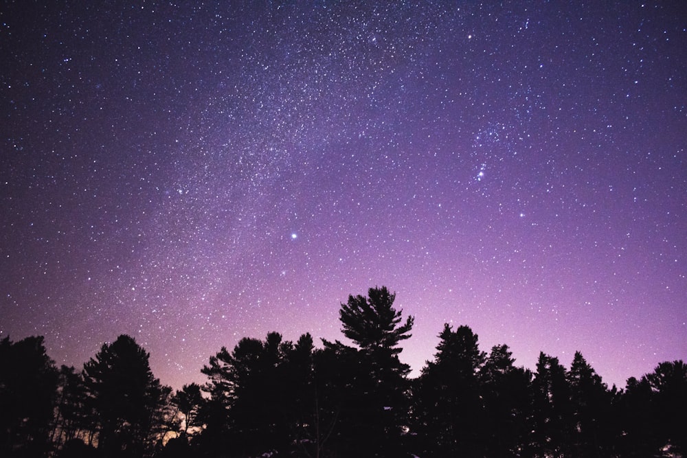 silhouette of trees under starry night