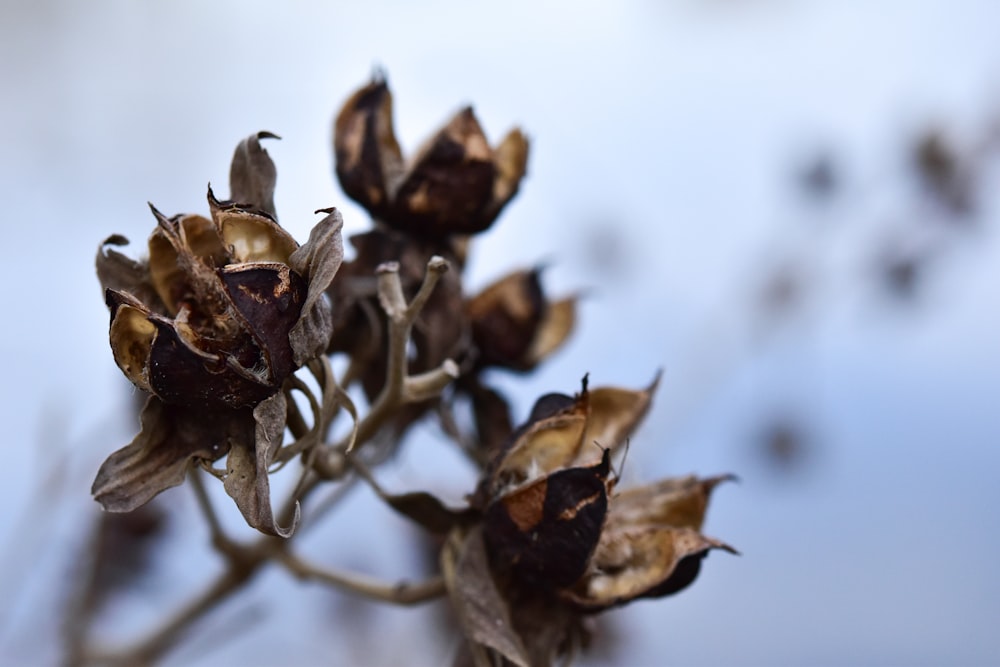 brown dried flower buds in tilt shift lens