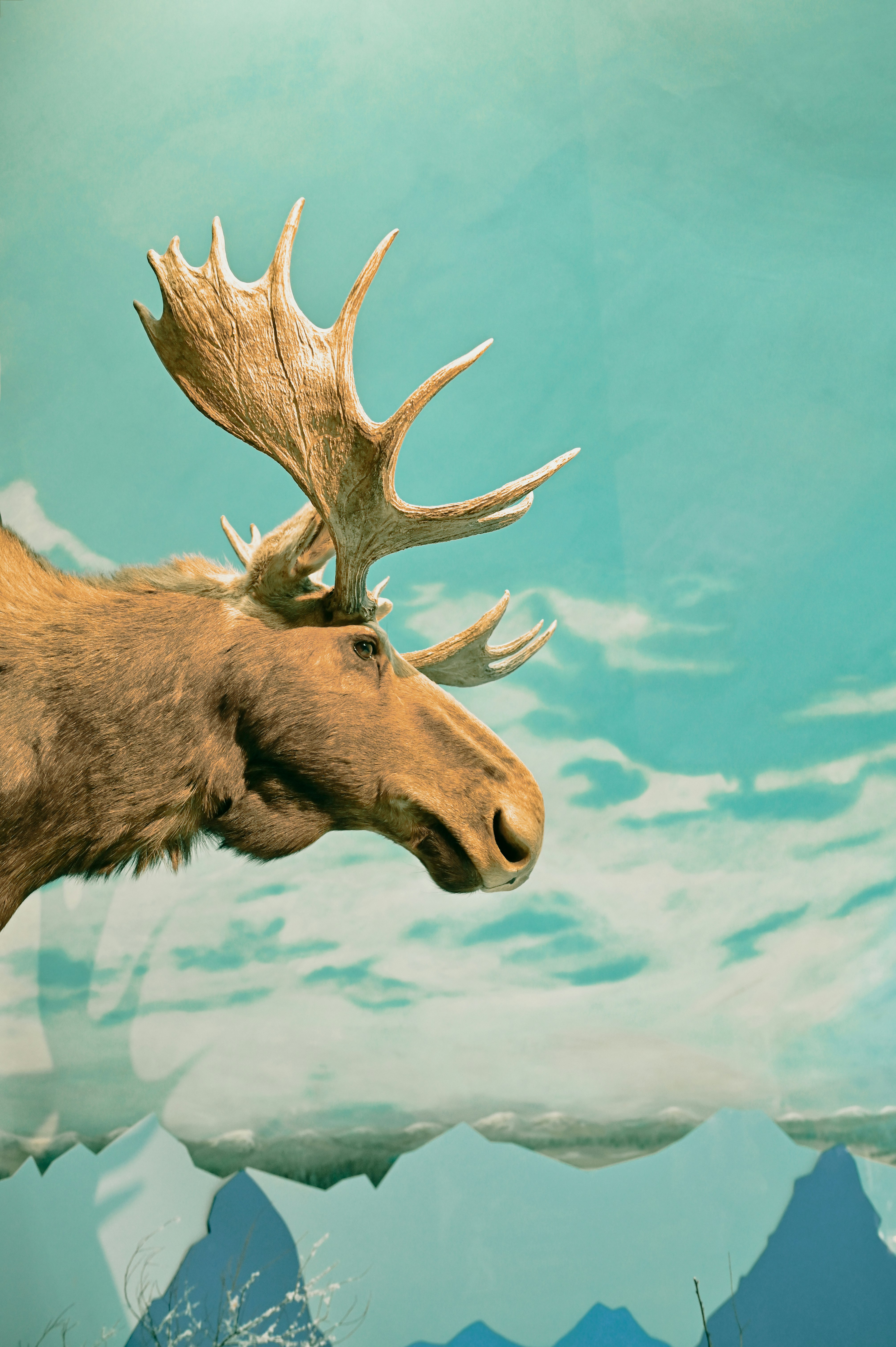 brown deer in close up photography