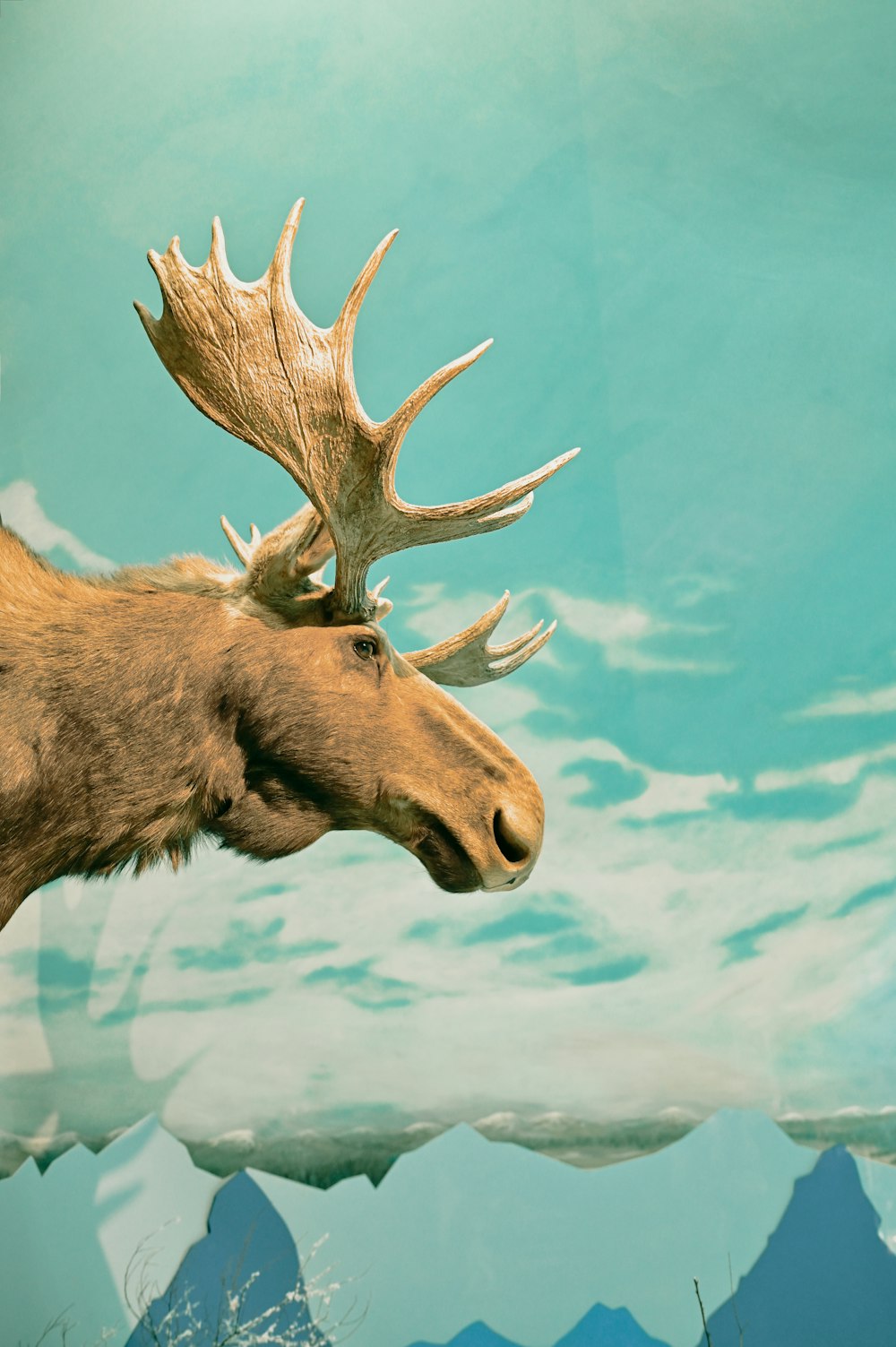 brown deer in close up photography