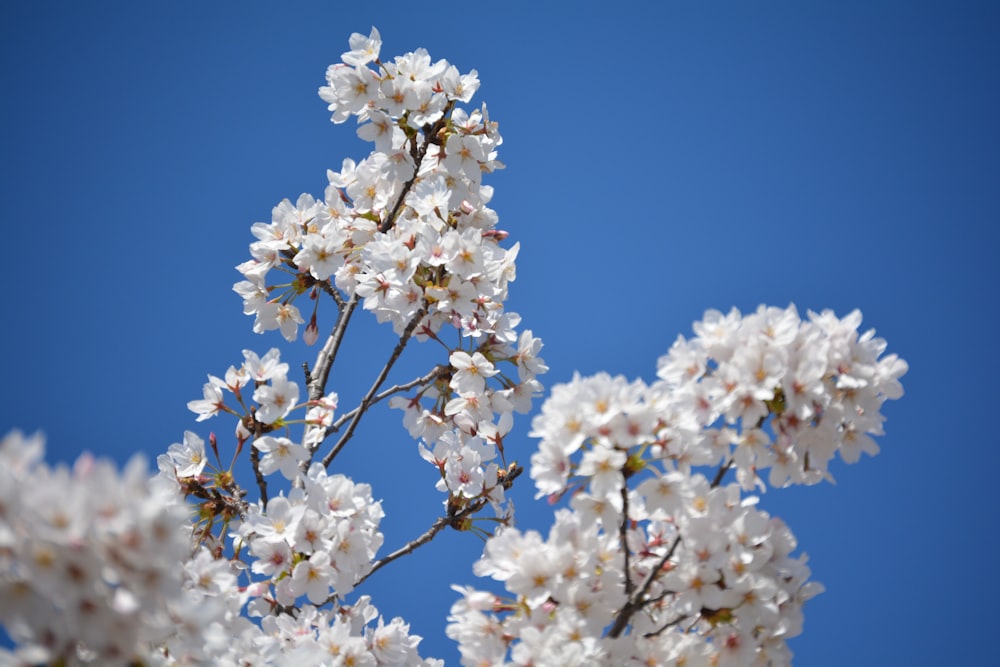 white cherry blossom under blue sky during daytime