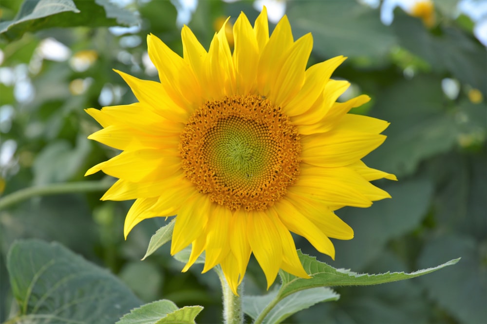 yellow sunflower in close up photography