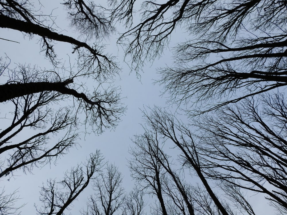 bare trees under blue sky during daytime