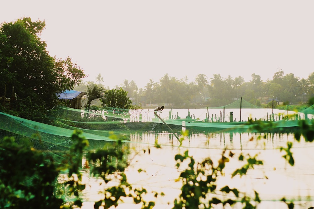 green trees near body of water during daytime