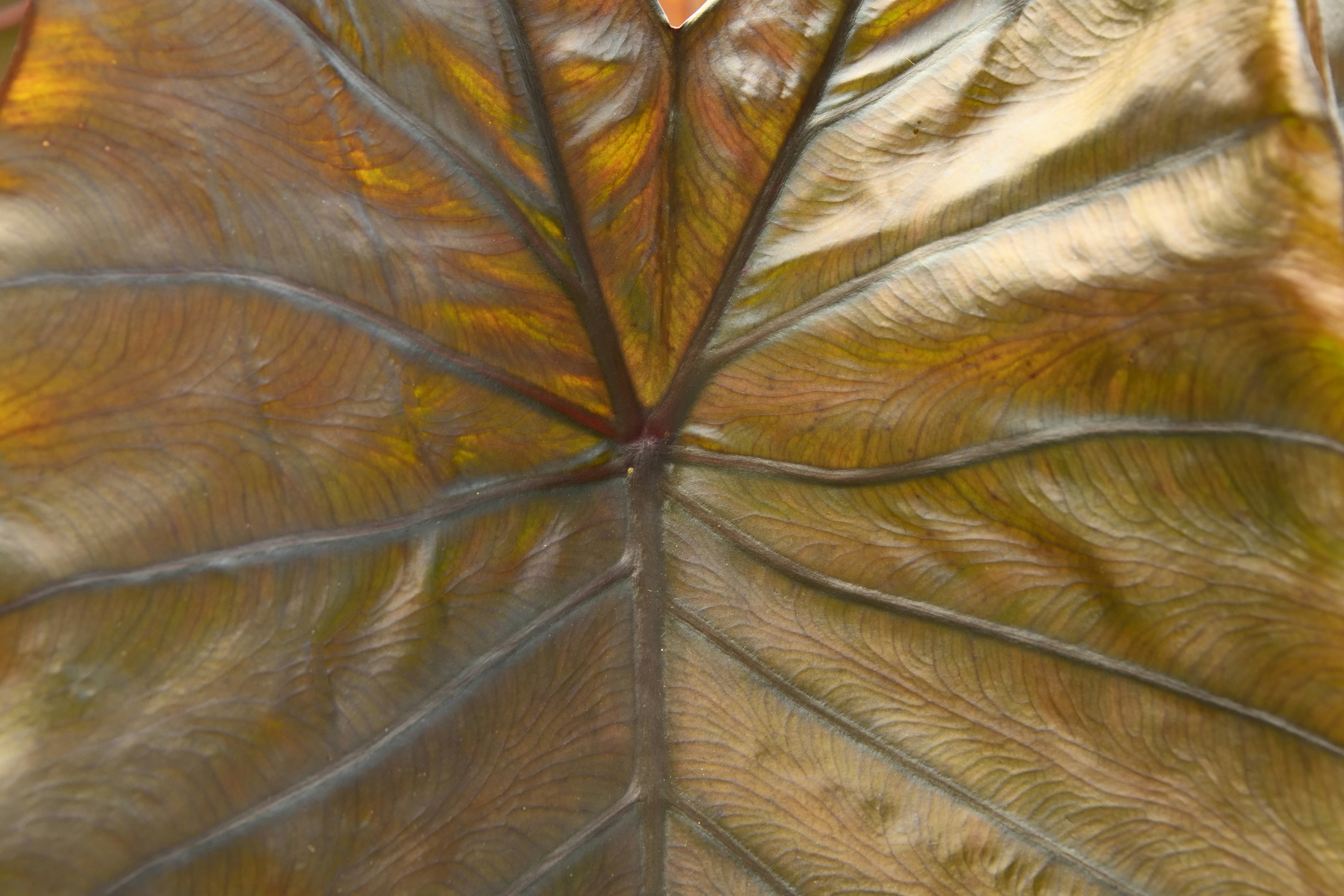 brown and white leaf textile