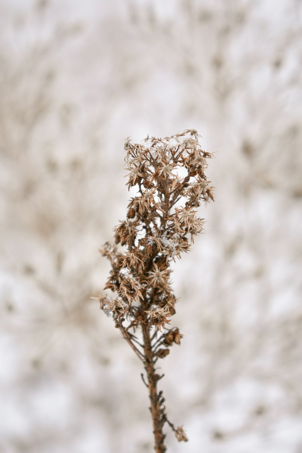 white flowers in tilt shift lens