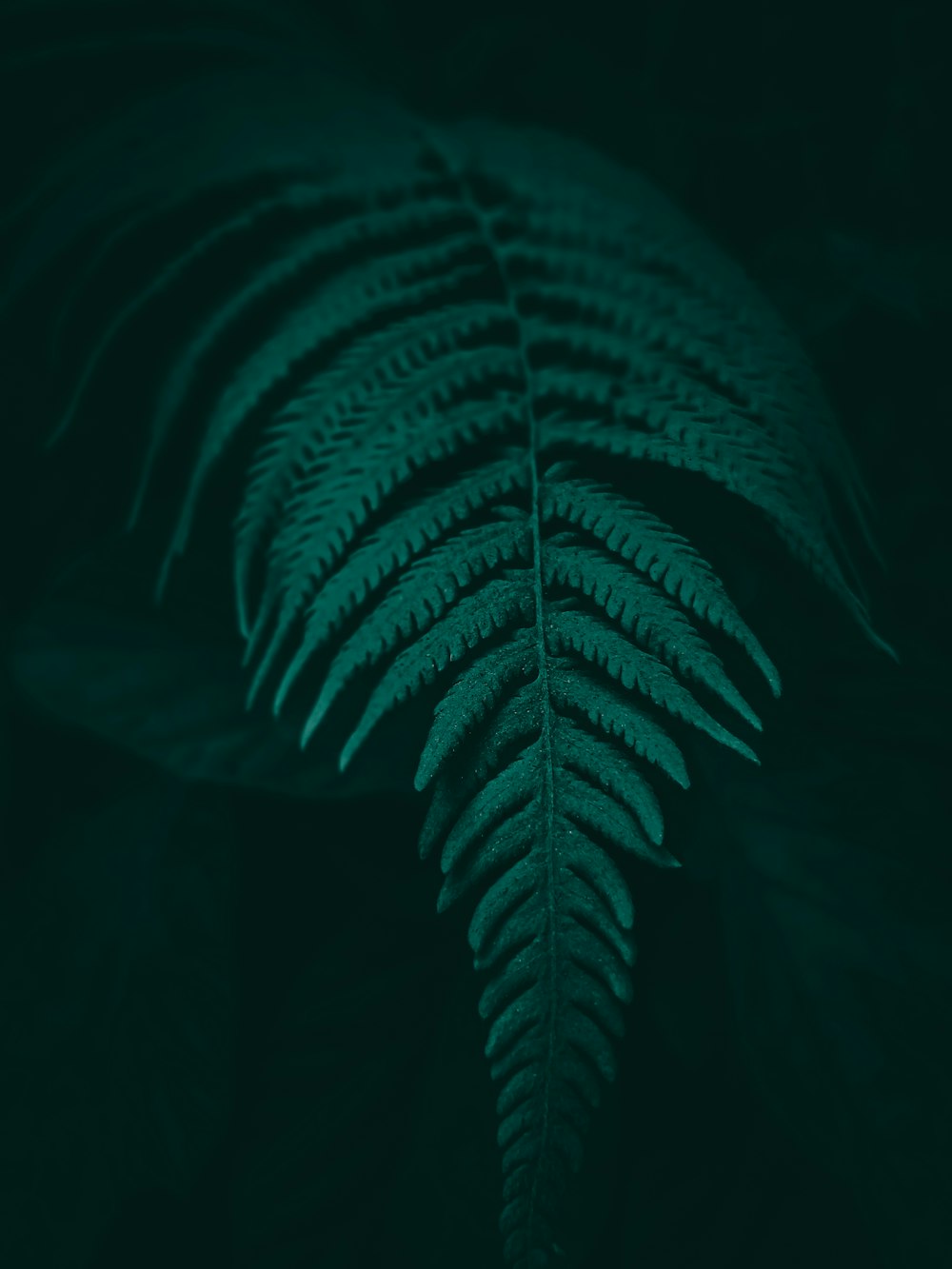 Grüne Blattpflanze im dunklen Raum