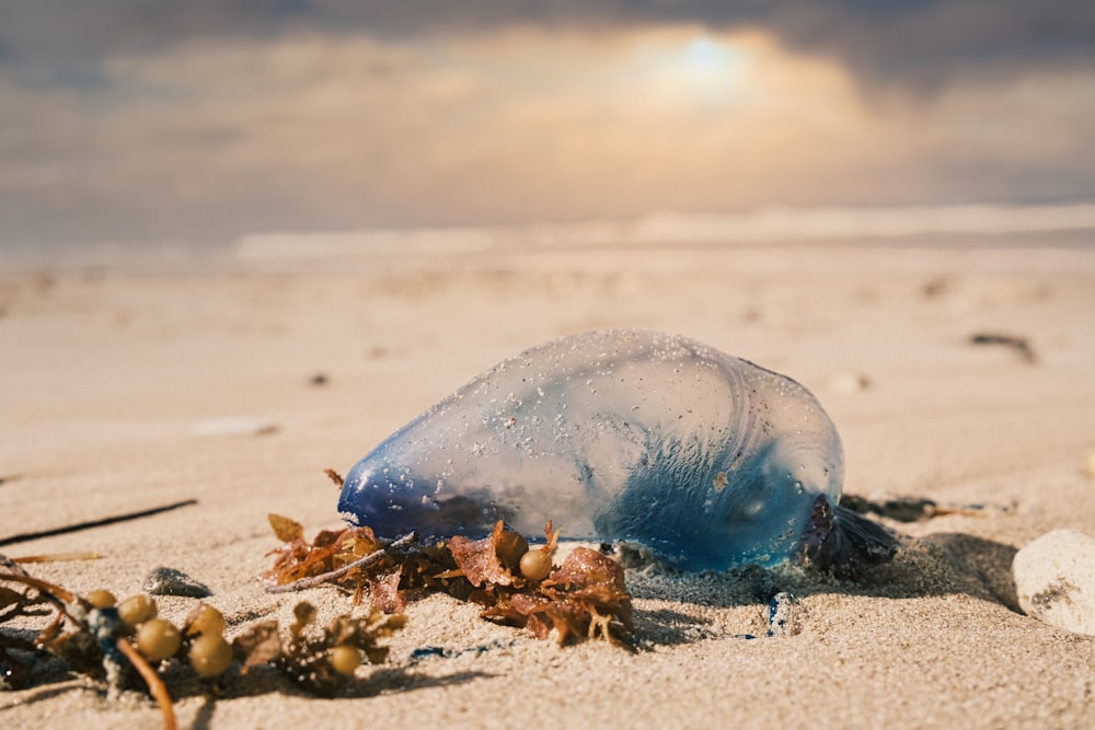 blue sea creature on white sand during daytime