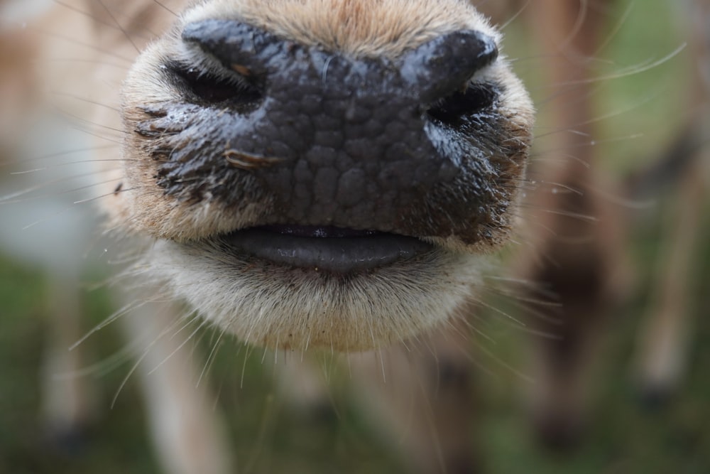 brown and white cows nose