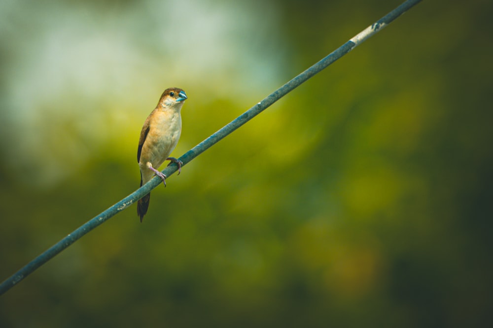 brown bird on black wire during daytime