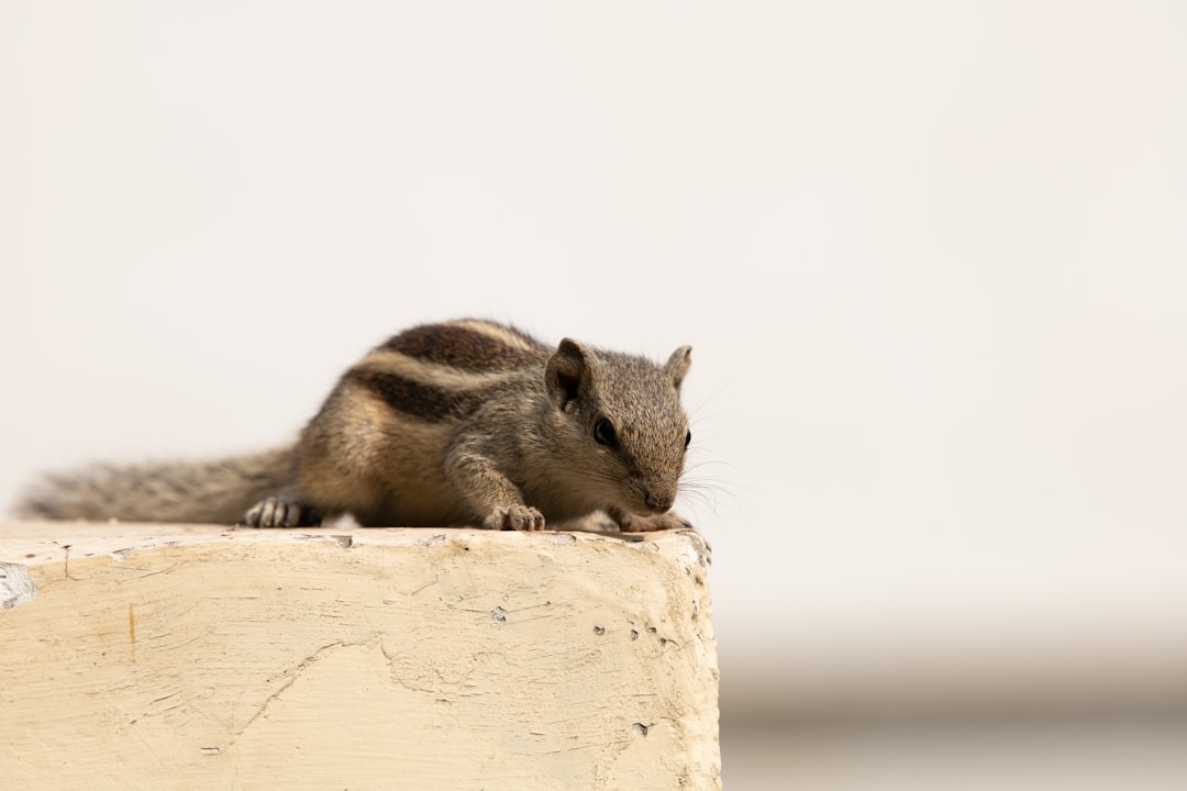 brown and black squirrel on brown wooden surface