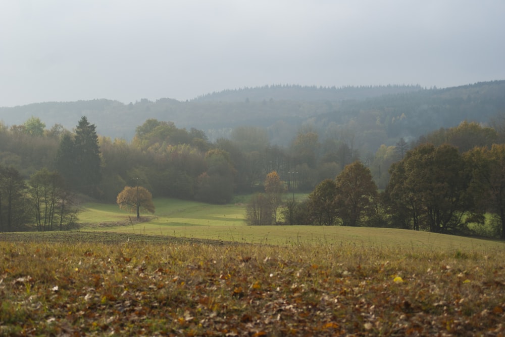 brown and green grass field near green trees during daytime