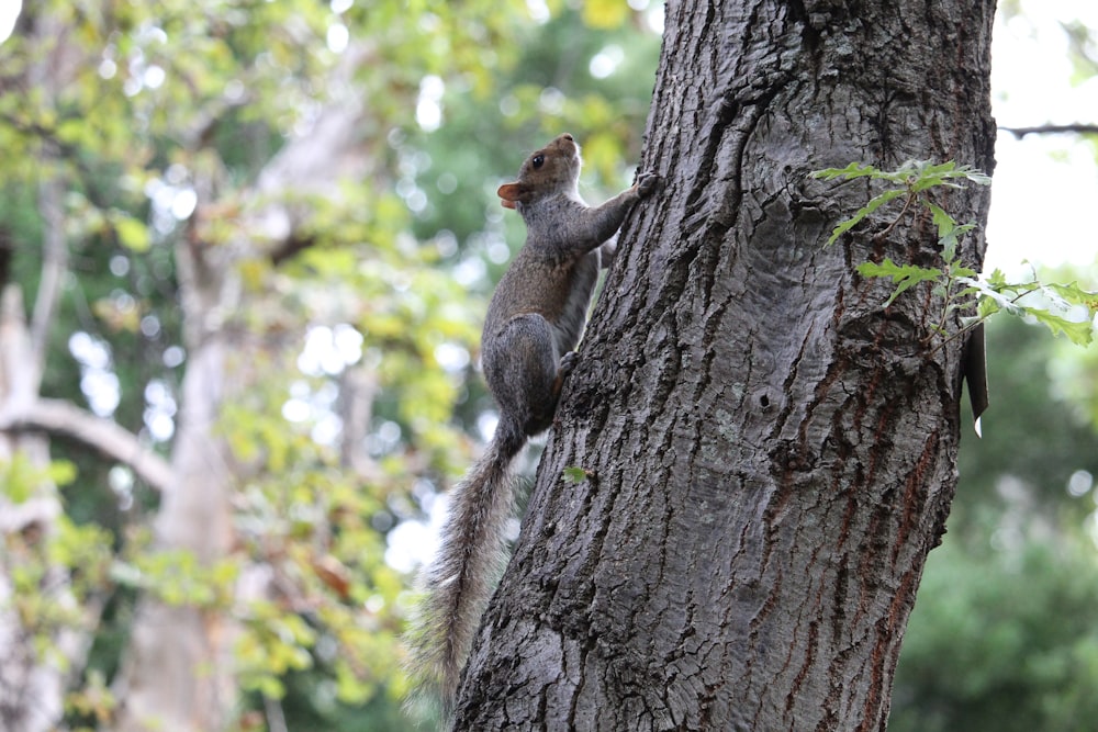 brown squirrel on brown tree trunk during daytime