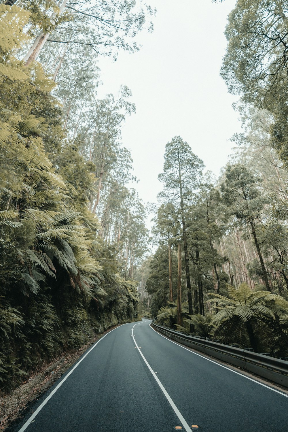 Carretera de asfalto gris entre árboles durante el día