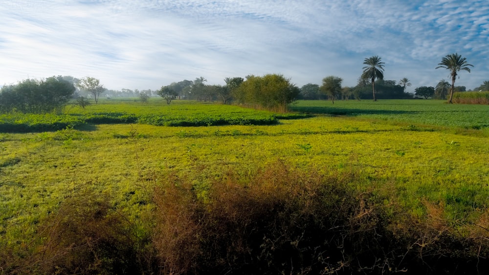 green grass field under white clouds during daytime