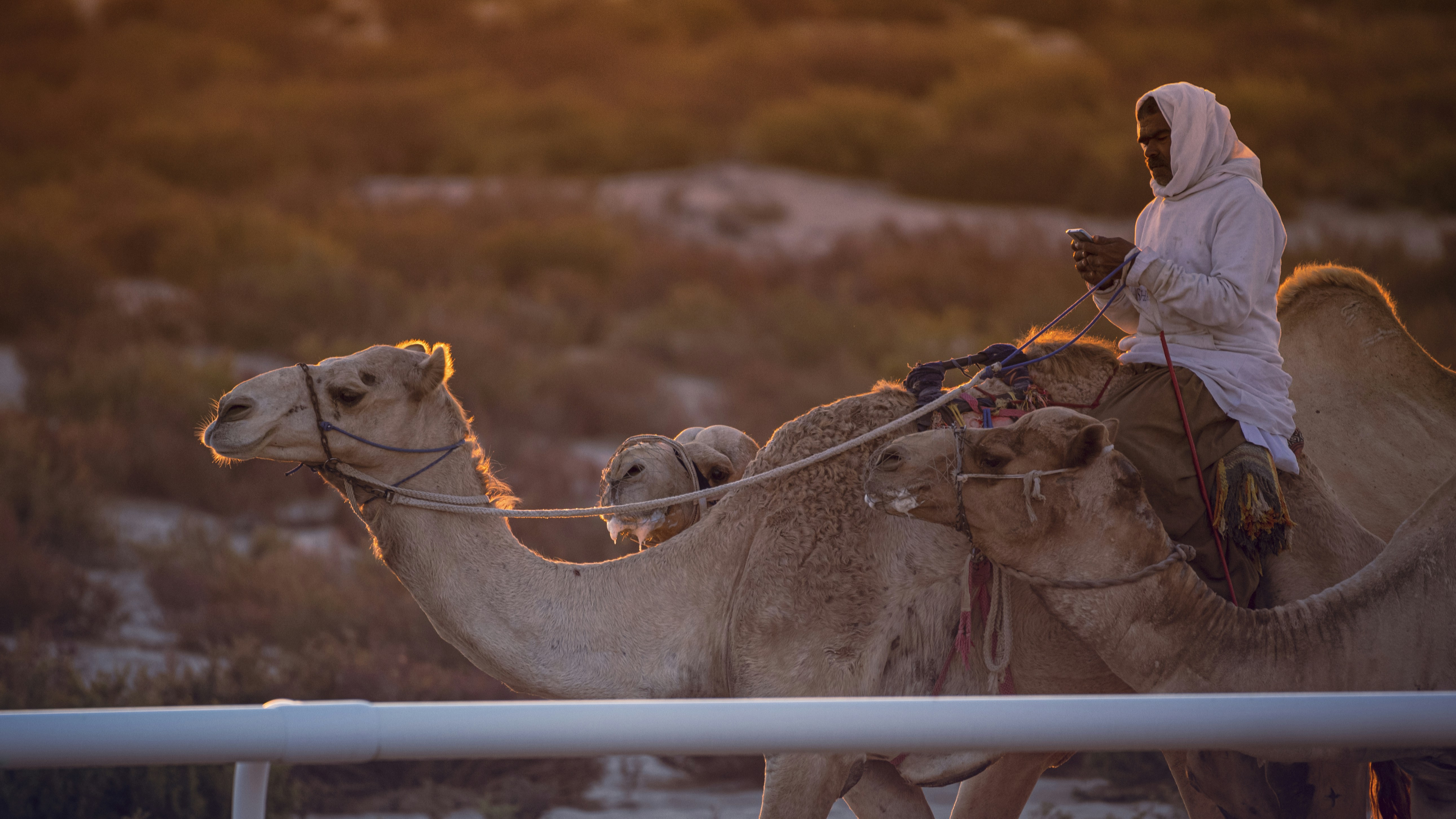 agafay desert camel ride cost - Factors Influencing Camel Ride Cost