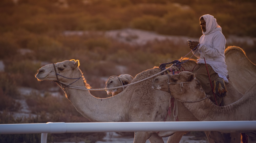 Camellos marrones en campo marrón durante el día