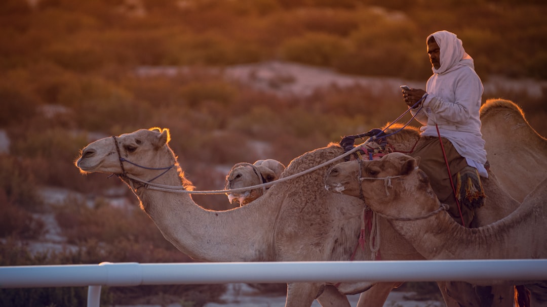 brown camels on brown field during daytime