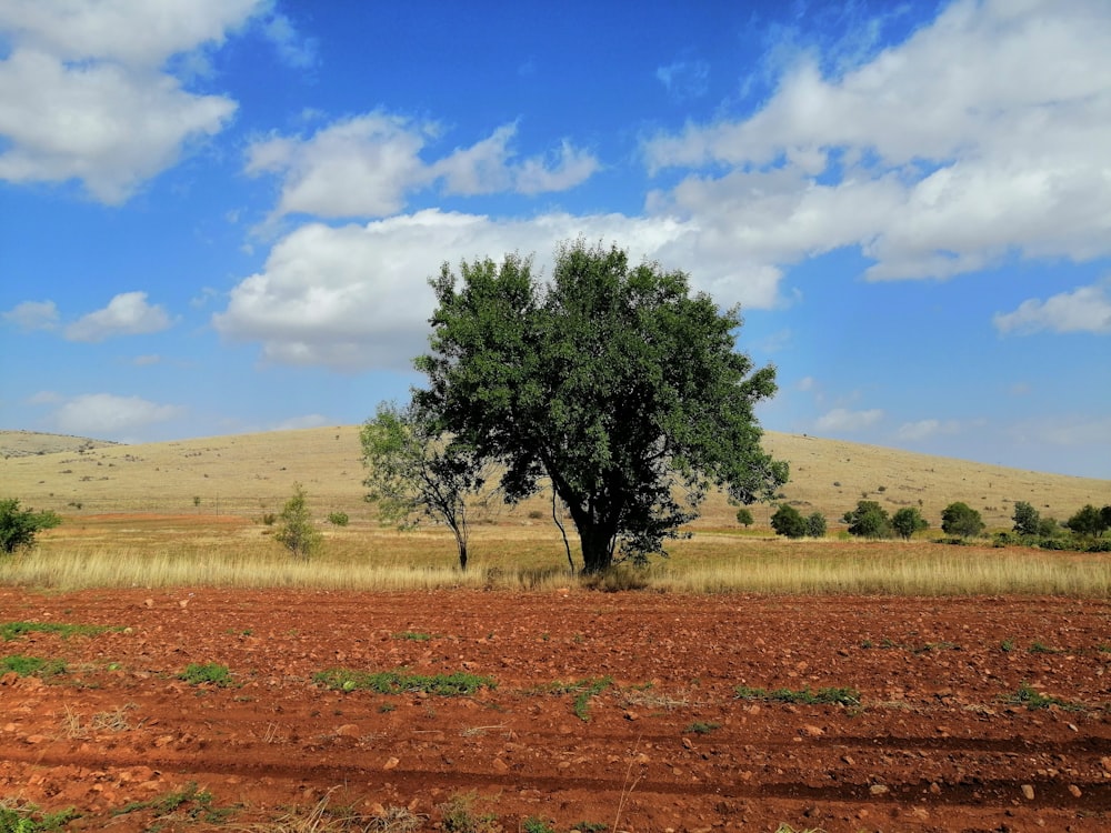 green tree on brown field under blue sky during daytime