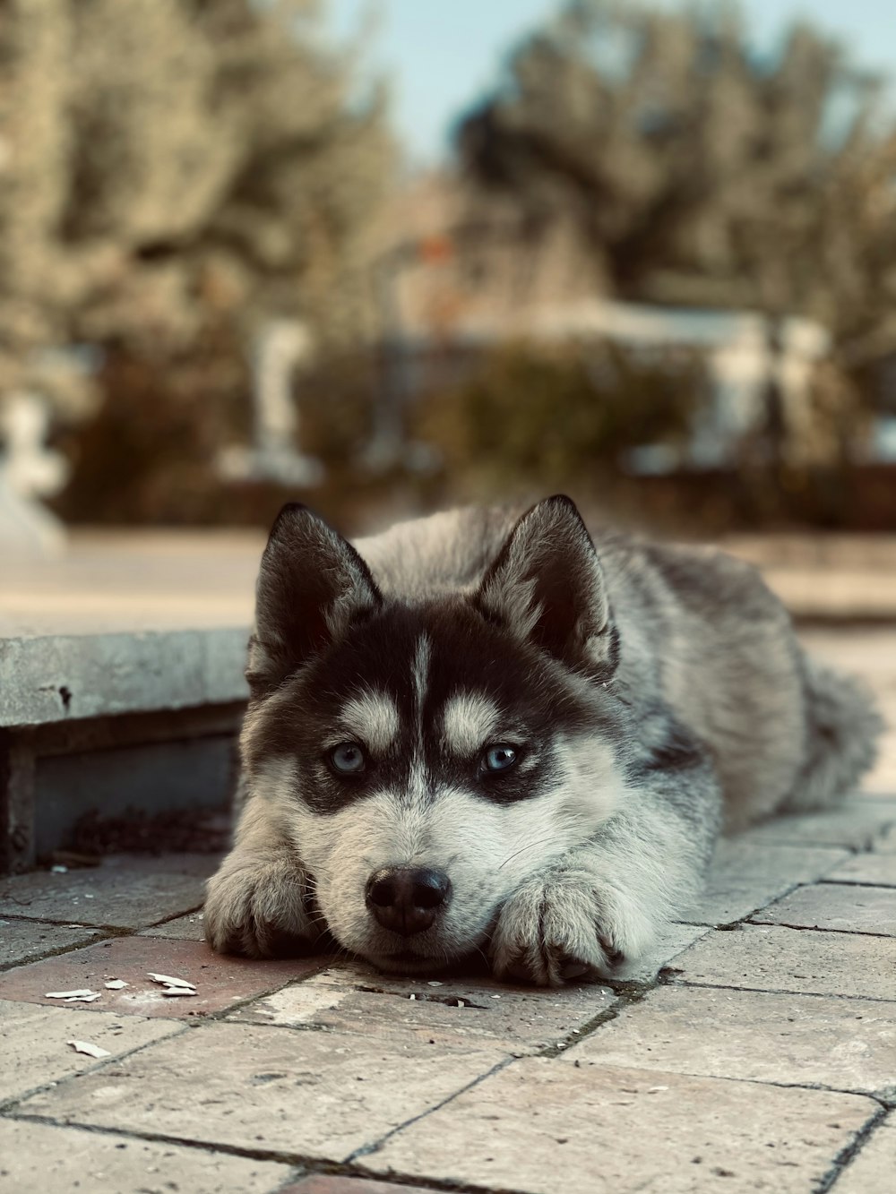 white and black siberian husky puppy on brown wooden table